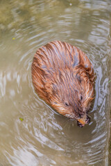 Wild animal Muskrat, Ondatra zibethicuseats, eats on the river bank