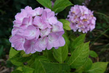 Closeup on a purple Mophead Hydrangea macropylla in the garden