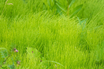 Lush green stems of the field horsetail with blurry background.