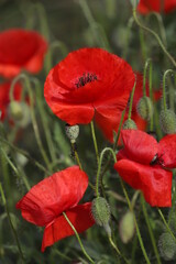 Red poppies on a green background on a sunny day. Red poppies background. Bright red flowers outdoors. Poppy field.