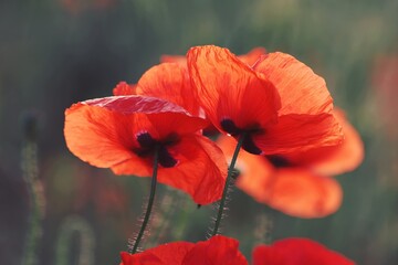 Lush poppy buds with transparent red-orange petals close-up In sunlight on a green background outdoors. Red poppies on a green background on a sunny day. Bright red flowers outdoors.