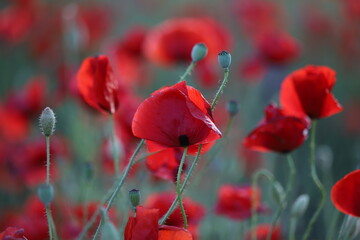 Red poppies on a green background in evening. Red poppies background. Bright red flowers outdoors....