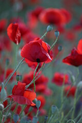 Red poppies on a green background in evening. Red poppies background. Bright red flowers outdoors. Poppy field. Vertical