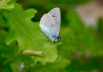 Green-underside blue // Alexis-Bläuling (Glaucopsyche alexis)