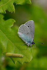 Green-underside blue // Alexis-Bläuling (Glaucopsyche alexis)