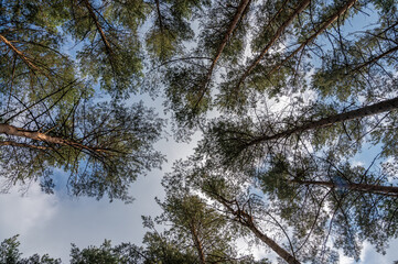 Look up to trees in forest