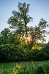 Tree in park at sunset