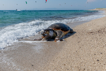 A dead, bloated Loggerhead turtle washed up on a beach.