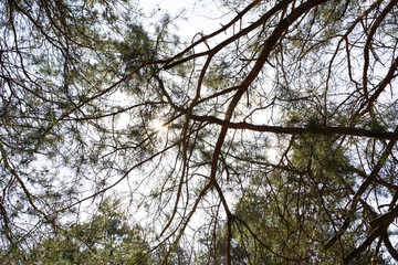 Bottom view of conifer branches in the air on a sunny day in spring 