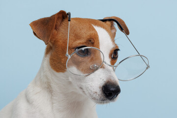 Back to school. dog in glasses. Cool nerd style