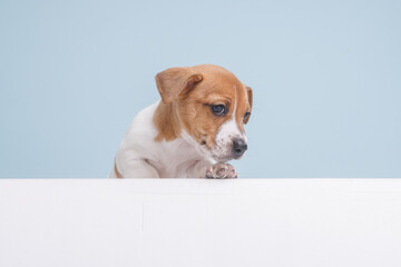 funny puppy jack russell close up