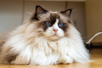 Young adult fluffy white purebred Ragdoll cat with blue eyes, laying on the floor staring at something.