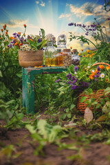 Plants and herbs, nature, alternative medicine. Selective focus.