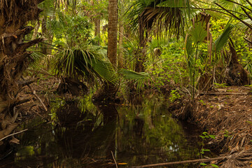 Obraz premium forest in the Juniper Springs Recreation Area