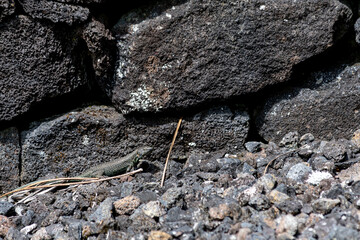Madeira Lizards. On the island of Pico in the Azores