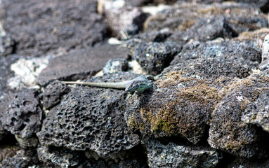 Madeira Lizards. On the island of Pico in the Azores