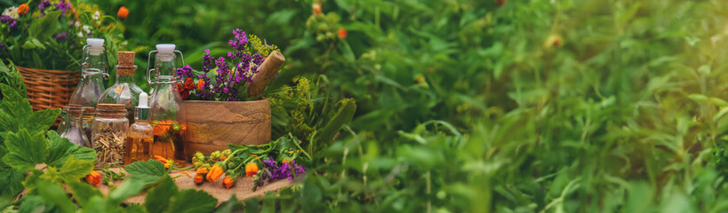 Plants and herbs, nature, alternative medicine. Selective focus.