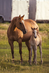 two horses, foal and mare, in the field