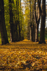 Colorful falling autumn leaves. View through the autumn foliage in park forest. Golden tree leaves. Beautiful tree with yellow leaves in autumn forest. Path littered with autumn leaves. Nature fall