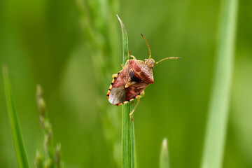 Fototapeta premium Fleckige Brutwanze (Elasmucha grisea) klettert auf einem Grashalm - Baden-Württemberg, Deutschland 