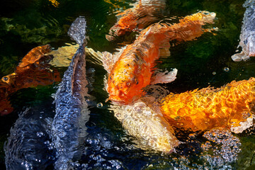 Dicht schwimmende Koi Karpfen in verschiedenen Farben - Blick von oben in das klare Wasser eines...