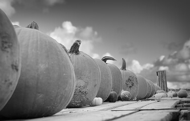 Pumpkins in the desert