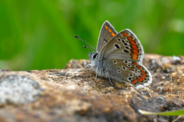 Brown argus // Kleiner Sonnenröschen-Bläuling (Aricia agestis) - Greece