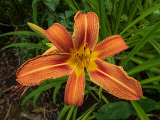 orange lily in the garden