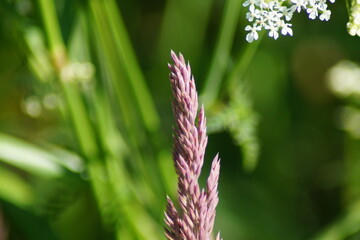 Reddish flower panicle of the woolly honey grass