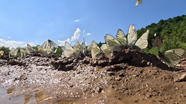 Group of Black-veined White butterflies - (Aporia crataegi)