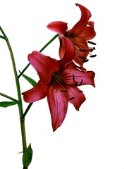 pretty red lily in transparent glass vase isolated