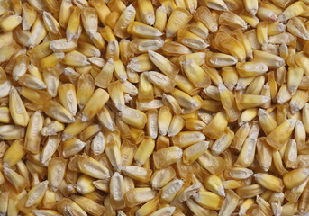 Peruvian chulpe corn kernels (raw roasted cancha nuts) for ceviche or cebiche (fried popcorn, maiz, cuzco, maize, toasted ancient grains) cooked product of Peru, Ecuador, Colombia, chulpi alimentos