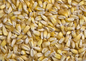 Peruvian chulpe corn kernels (raw roasted cancha nuts) for ceviche or cebiche (fried popcorn, maiz, cuzco, maize, toasted ancient grains) cooked product of Peru, Ecuador, Colombia, chulpi alimentos