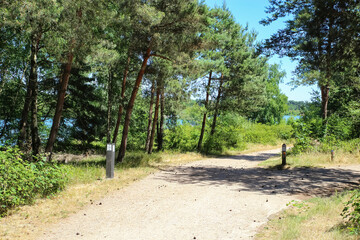 Beautiful dutch cycle and hiking trail, pine forest maas dunes landscape at blue lake in summer -...