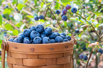 A basket of fresh picked blueberries sits in front of the blueberry bushes