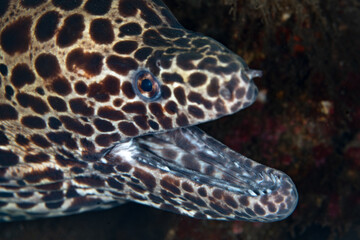 Fototapeta na wymiar A honeycomb moray eel, Gymnothorax favagineus, pokes its intimidating head out of a crevice in an Indonesian coral reef. This nocturnal eel is found throughout the Indo-Pacific region.