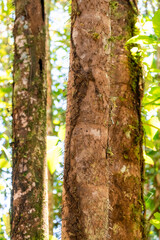 Three parallel tree trunks growing in a primary forest of the Ecuadorian Amazon rainforest in Latin America. Leafy environment with beautiful daytime light. Ecosystems from the tropics.