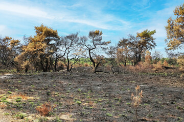 Burned out heath and forest dutch landscape after wood wildfire in dry summer - Maasduines national...