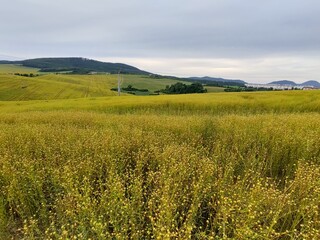 Wheat field during sunnrise or sunset. Slovakia	