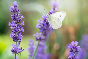 Cabbage butterfly in flight in a lavendar field