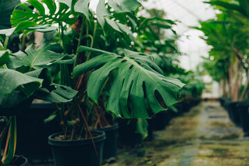 Obraz premium Gardening shop, greenhouse cactus plant nursery for garden decoration. Business for sale and selection of shrubs, botanical trees