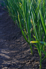 vertical image of garlic plants in summer garden