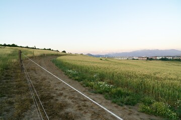 Fototapeta na wymiar Wheat field during sunnrise or sunset. Slovakia 