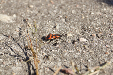 The bedbug-soldier (lat. Pyrrhocoris apterus) runs about his cases along the path in the garden.