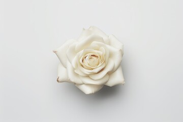 white rose on a plain white background