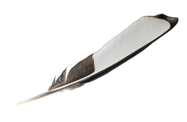 white and black magpie feather on a white isolated background - obrazy, fototapety, plakaty