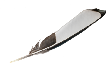 white and black magpie feather on a white isolated background