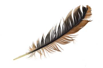 brown feather of a hen on a white background