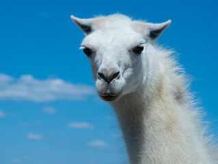 Obraz premium white lama portrait on blue sky