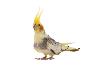 cockatiel (Nymphicus hollandicus) parrot isolated on white background